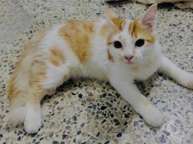 A young small-sized male Black & White / Tuxedo Domestic Short Hair cat named Michu for adoption in Naranjito, PR