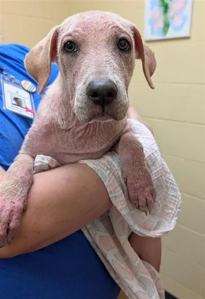 A baby medium-sized female Mixed Breed dog named Sarah for adoption in Independence, MO