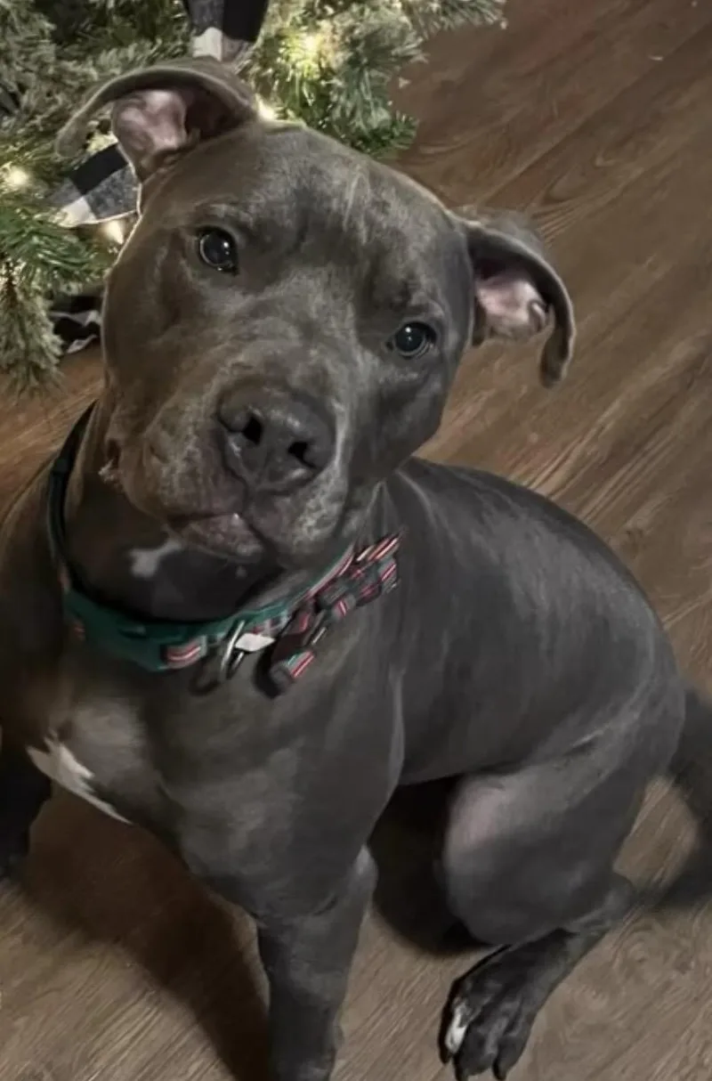 Merlin