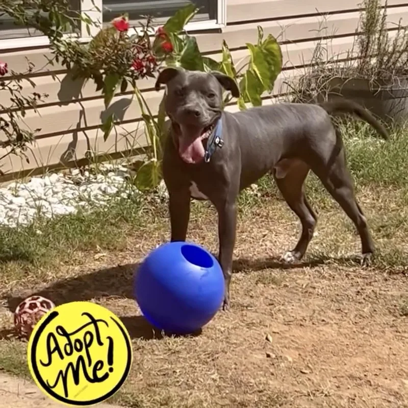 Merlin thumbnail 3