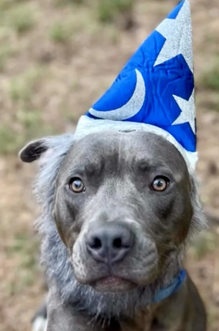 Merlin thumbnail 4