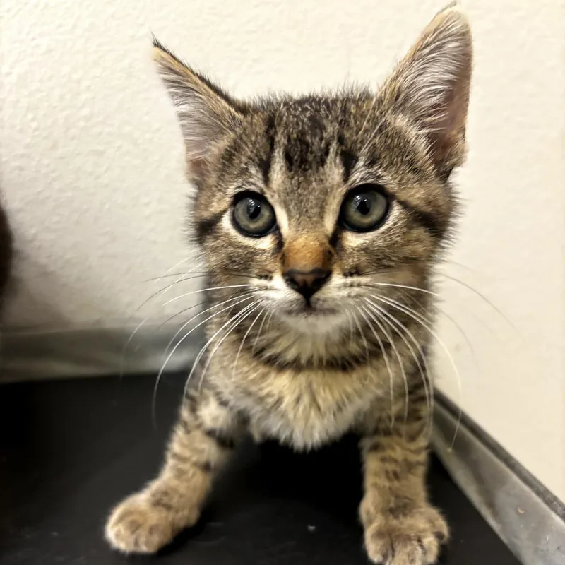 A baby small-sized male Brown / Chocolate American Shorthair cat named Colt for adoption in Long Beach, CA