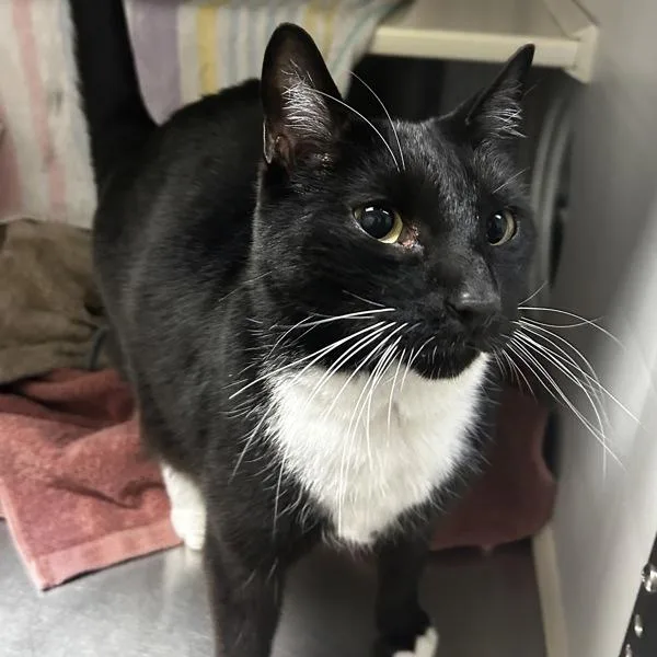 An adult medium-sized male Domestic Short Hair cat named Pepino for adoption in Dublin, CA