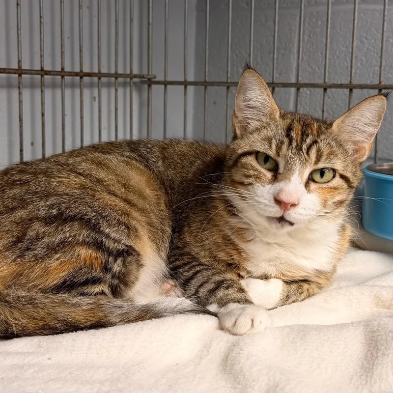 Junie B. Jones thumbnail 2