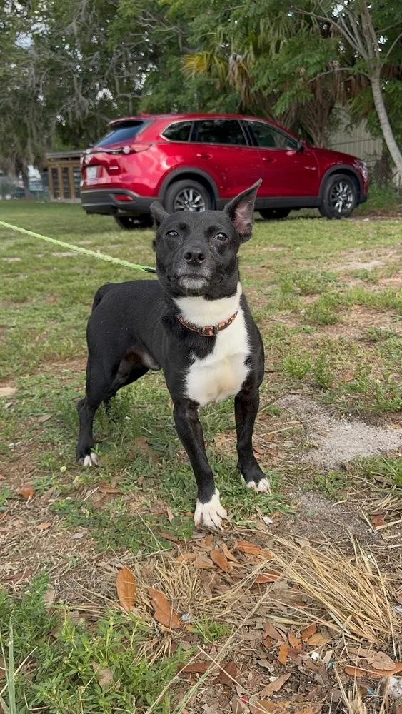 An adult small-sized male Tricolor (Brown, Black, & White) Rat Terrier dog named Cricket for adoption in Lakeland, FL