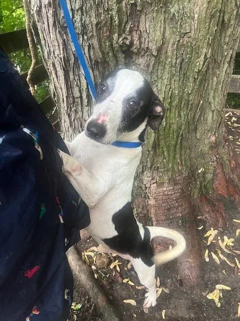 Huckleberry Finn thumbnail 3