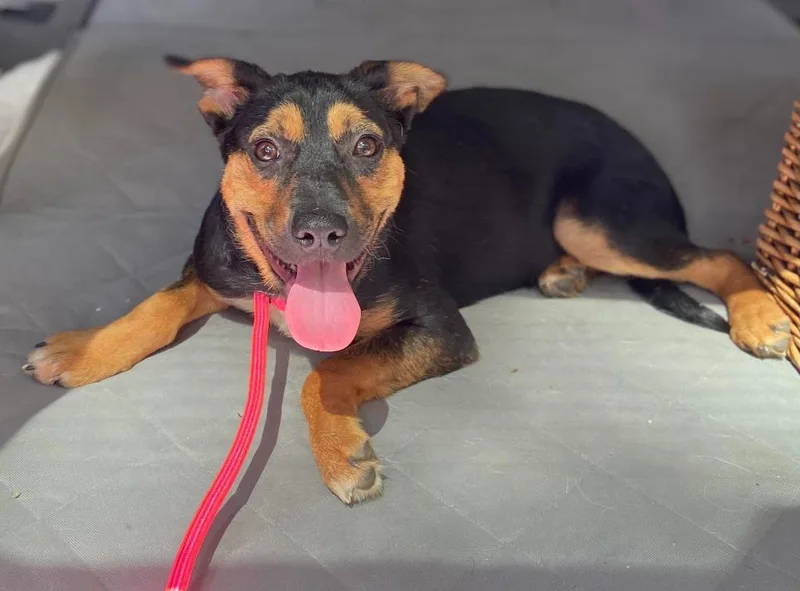 A baby large-sized male Mixed Breed dog named Cordova for adoption in Fond Du Lac, WI