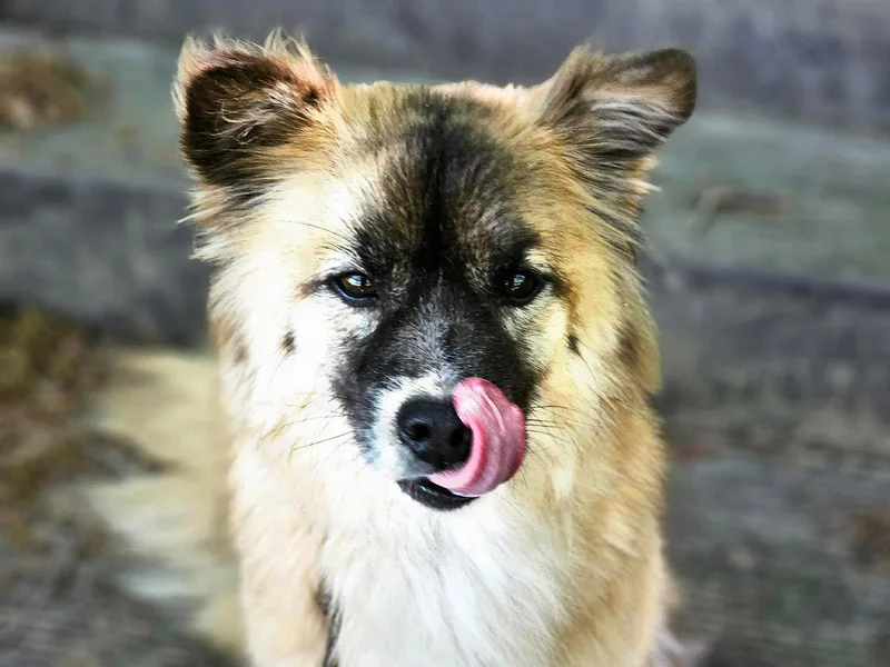 A young small-sized male Keeshond dog named Jjajang for adoption in Agoura Hills, CA