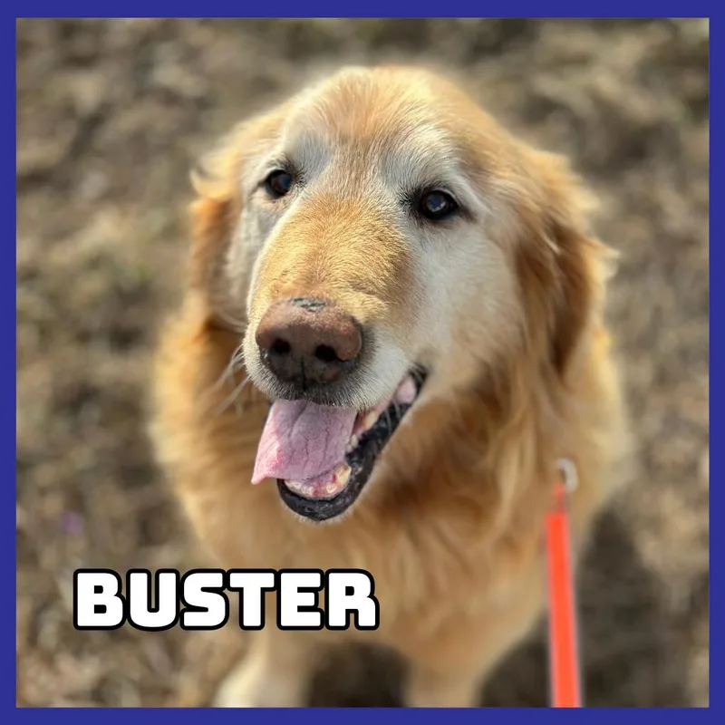 Buster thumbnail 4