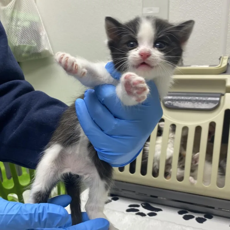 A baby small-sized male Black Domestic Short Hair cat named James Bond for adoption in Harrisonburg, VA