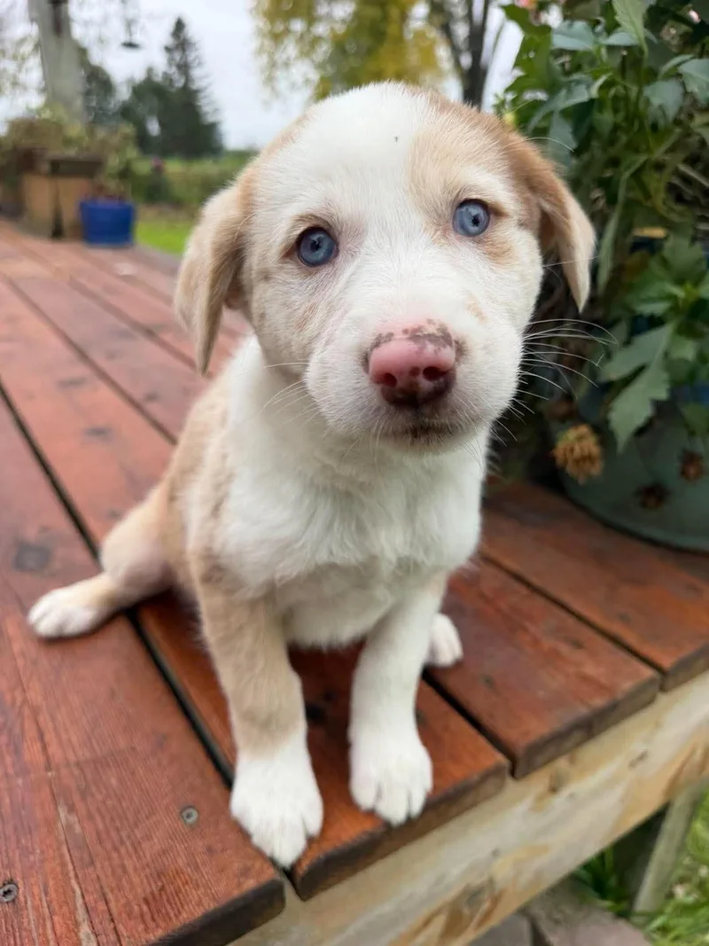 A baby medium-sized female Cattle Dog named Nilla Wafer for adoption in Grand Forks, ND