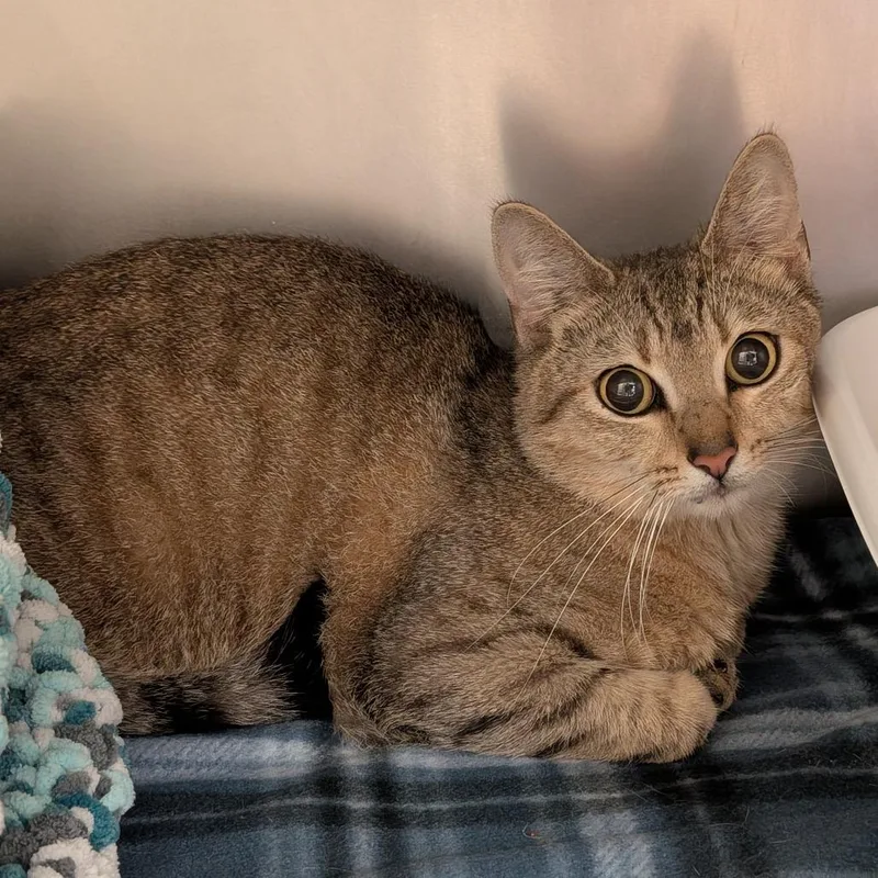 A young medium-sized male Brown / Chocolate Domestic Short Hair cat named Purry Styles for adoption in Titusville, FL