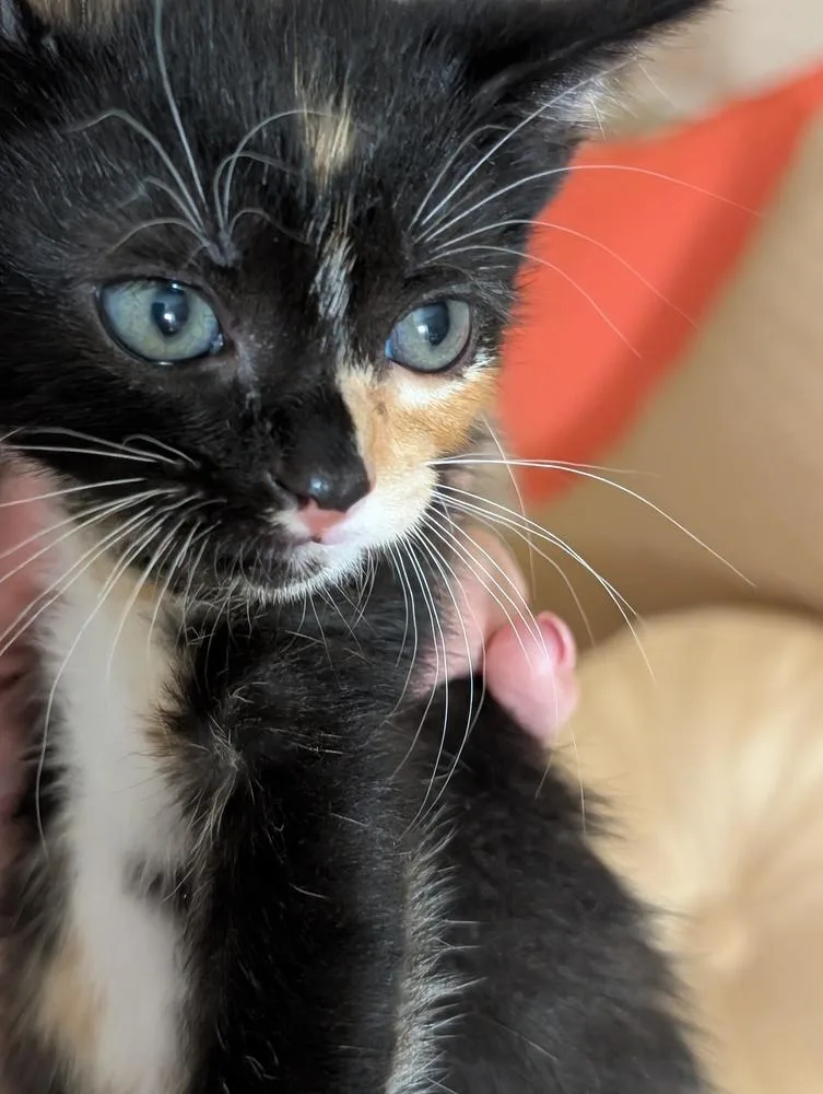 A baby medium-sized female Domestic Short Hair cat named Esmeralda for adoption in Clinton Township, MI