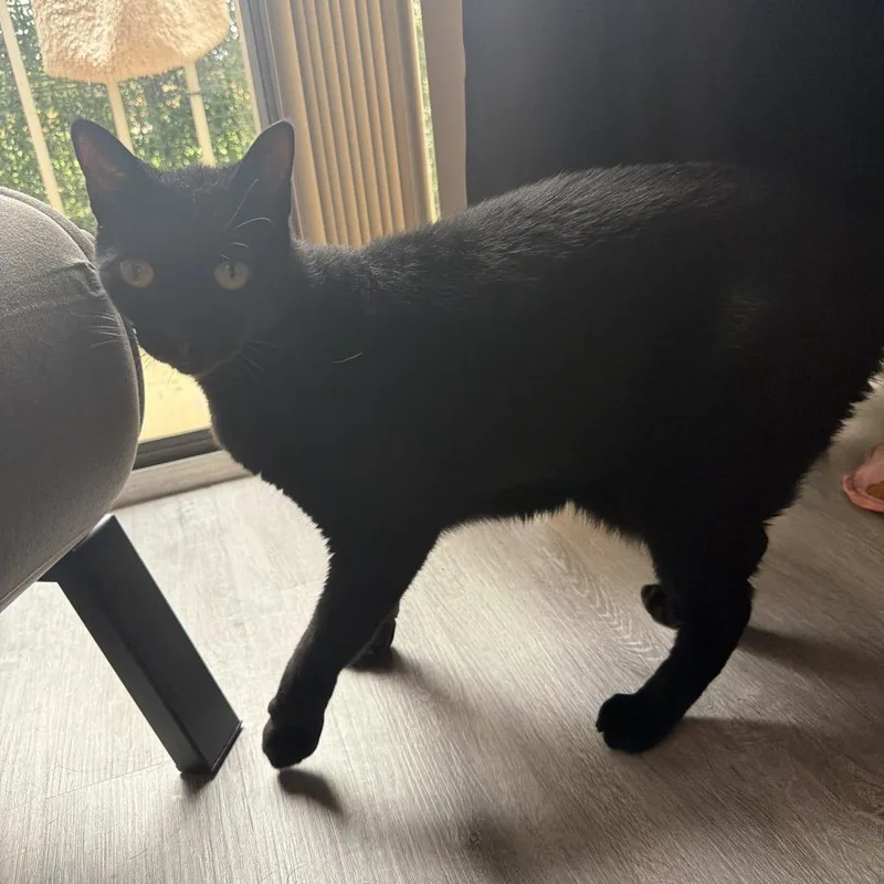 Onyx