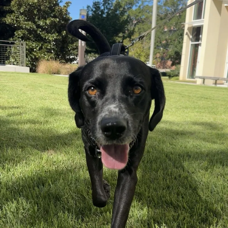 An adult large-sized male Labrador Retriever dog named Lincoln for adoption in Columbia, SC