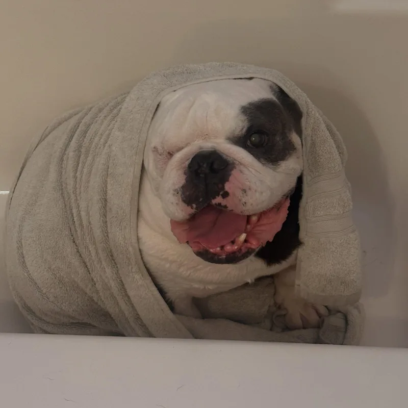 Hank