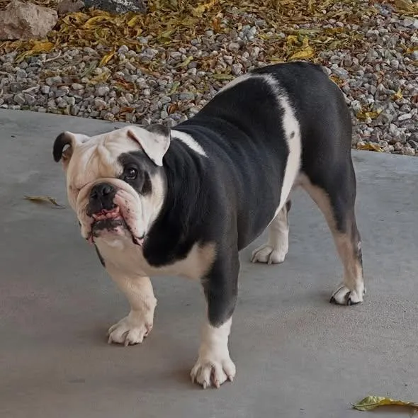 Hank thumbnail 4