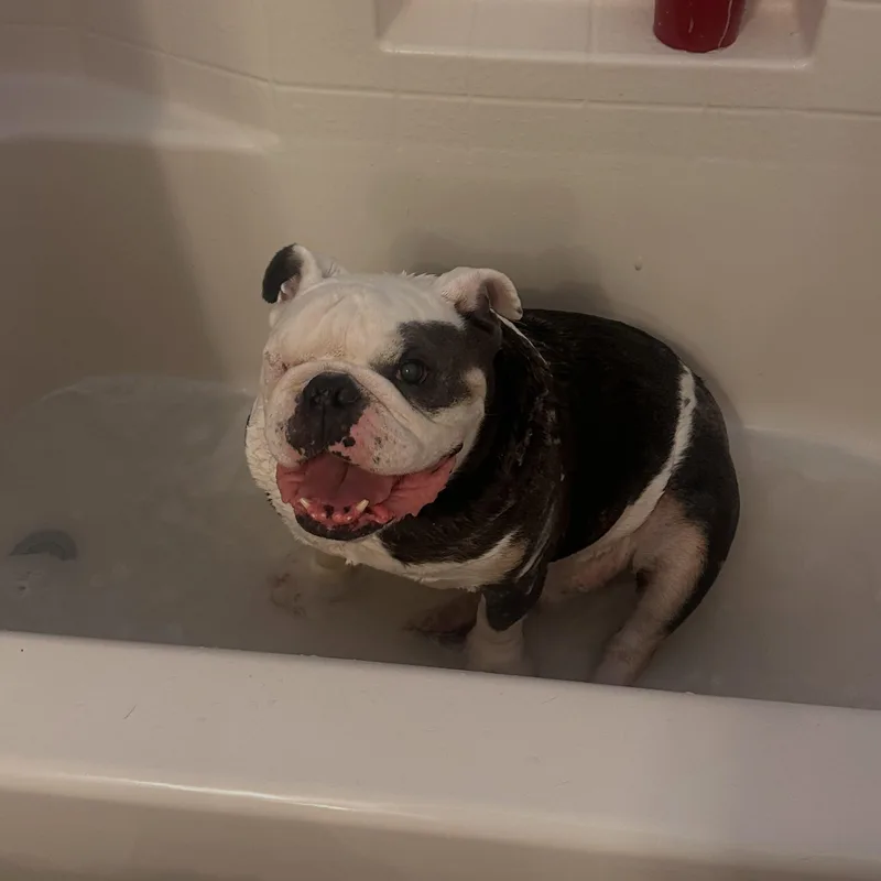 Hank thumbnail 5