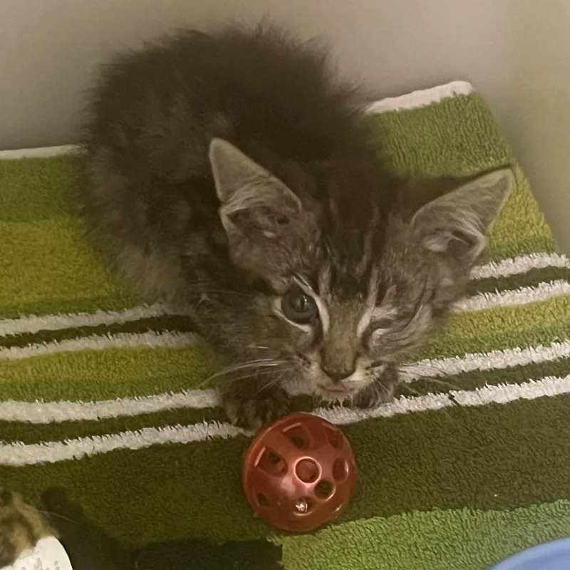 A baby small-sized male Brown / Chocolate Domestic Short Hair cat named 71458 for adoption in Harrisonburg, VA
