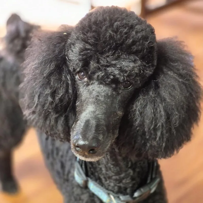 An adult medium-sized male Black Poodle dog named Onyx for adoption in St. Peters, MO