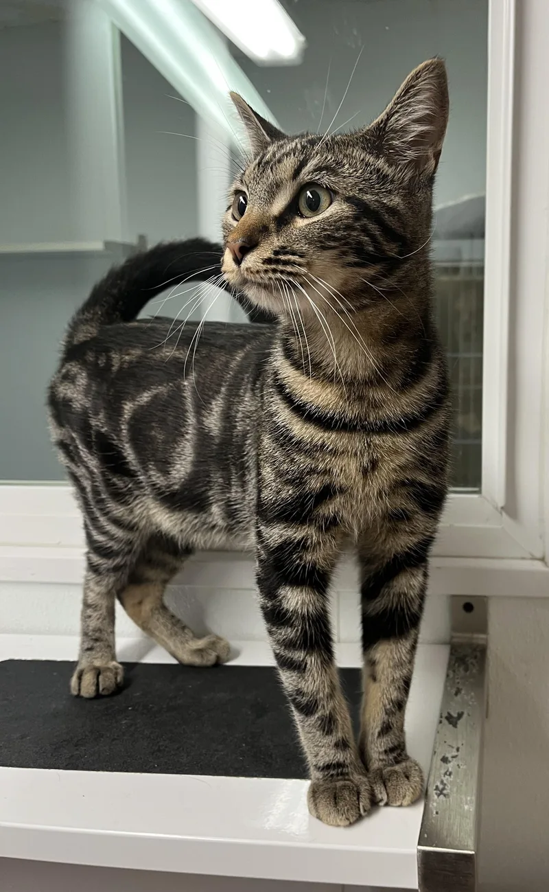 Handsome