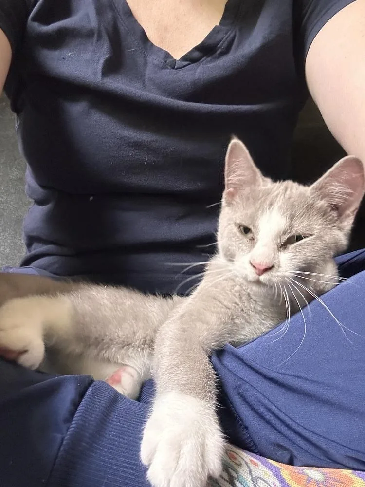 A baby small-sized female Gray & White Domestic Short Hair cat named Sweetums for adoption in Louisa, VA