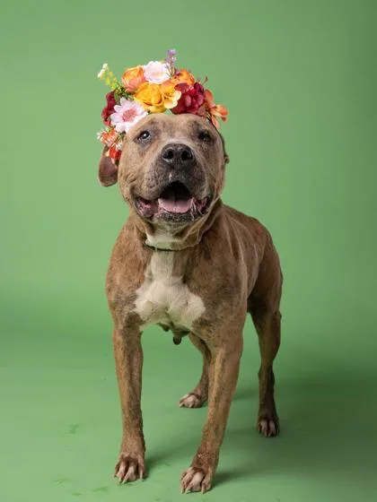 Betty Lou thumbnail 2