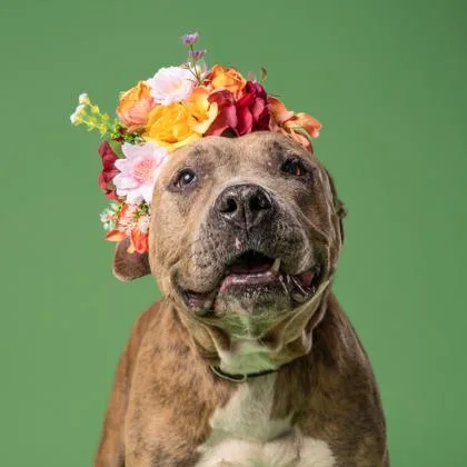 Betty Lou thumbnail 3