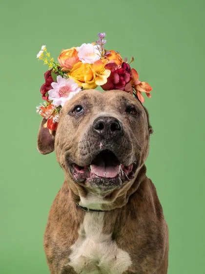An adult large-sized female Pit Bull Terrier dog named Betty Lou for adoption in Atlanta, GA