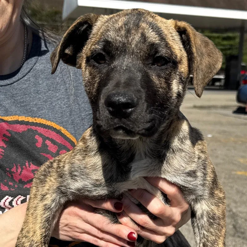 A baby large-sized male Brindle Treeing Walker Coonhound dog named Ny Loreto Avail Apr for adoption in Stormville, NY