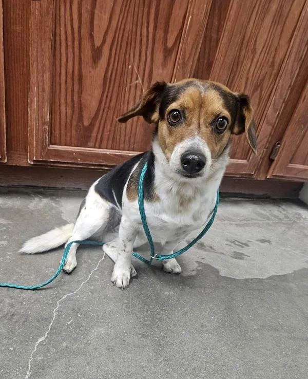 An adult small-sized female Beagle dog named Hazel for adoption in Rio Rancho, NM