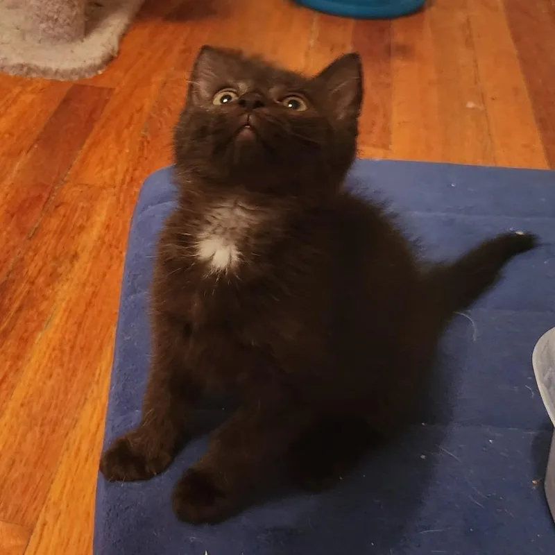 A baby small-sized male Black Domestic Short Hair cat named King for adoption in Birdsboro, PA