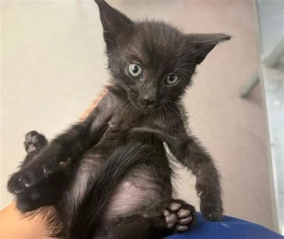 A baby small-sized female Domestic Short Hair cat named Penelope for adoption in San Bernardino, CA