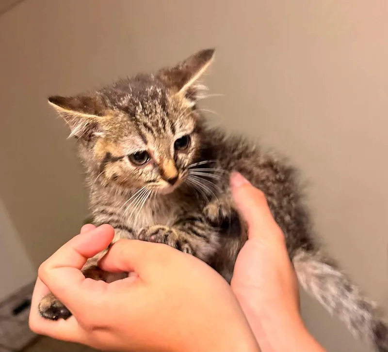 Benny