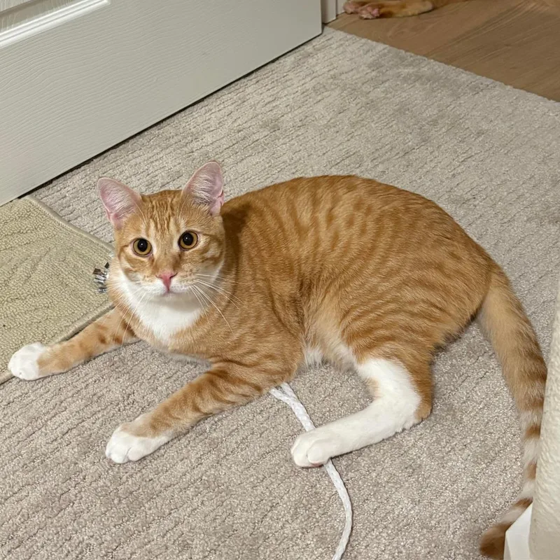 A young medium-sized male Tabby (Orange / Red) Tabby cat named Kahuna for adoption in Morgan Hill, CA