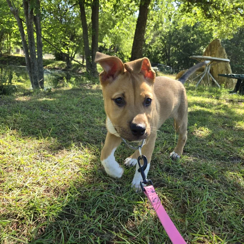 A baby medium-sized male Golden Husky dog named Cruz for adoption in Mansfield, TX