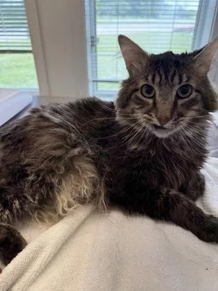 An adult medium-sized male Domestic Long Hair cat named Richard for adoption in Lafayette, IN