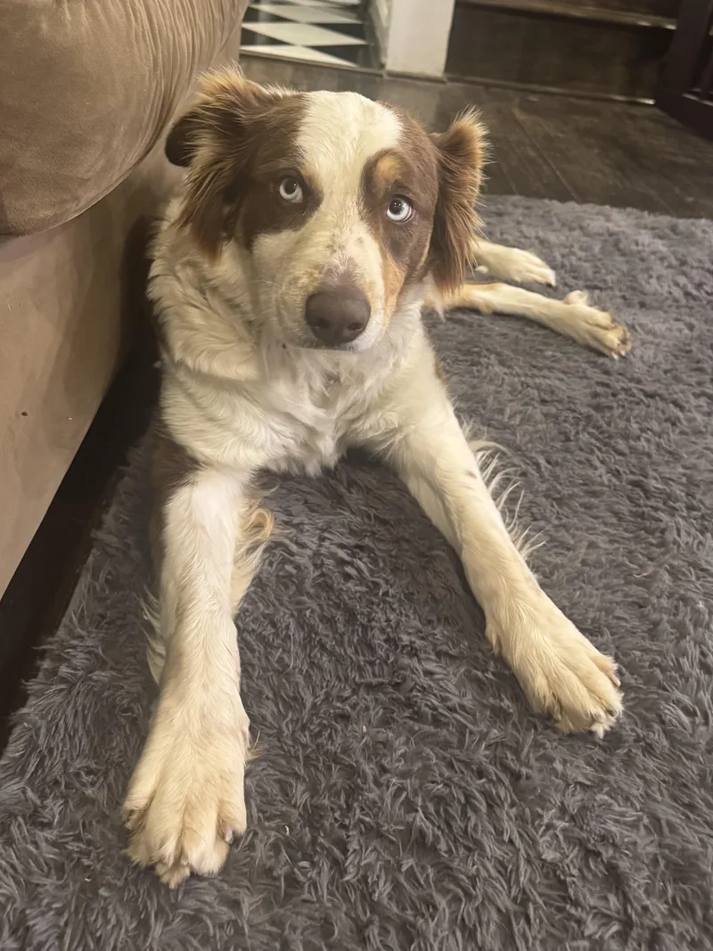 An adult medium-sized female Red / Chestnut / Orange Australian Shepherd dog named Ariel for adoption in Alexandria, VA