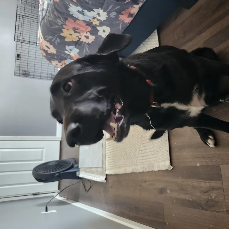 A young large-sized female Black Labrador Retriever dog named Gea for adoption in Indianapolis, IN