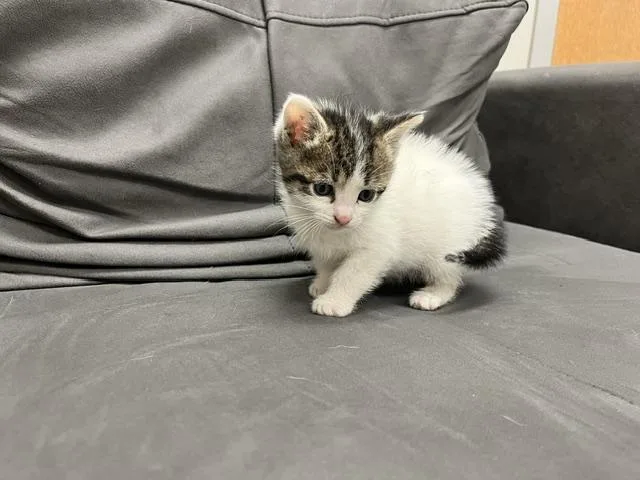 A baby medium-sized male Black & White / Tuxedo Domestic Medium Hair cat named Gasket for adoption in St. John, IN