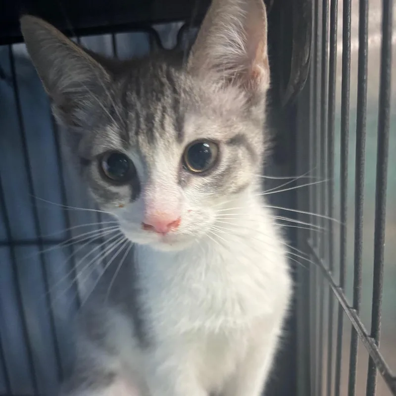 A baby small-sized female White Domestic Short Hair cat named Rudy for adoption in Lakeland, FL