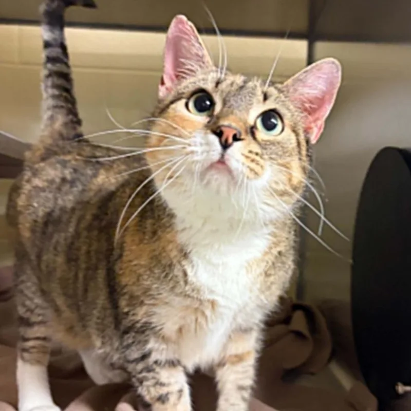 An adult large-sized female Gray / Blue / Silver Domestic Short Hair cat named Janice for adoption in Concord, NC