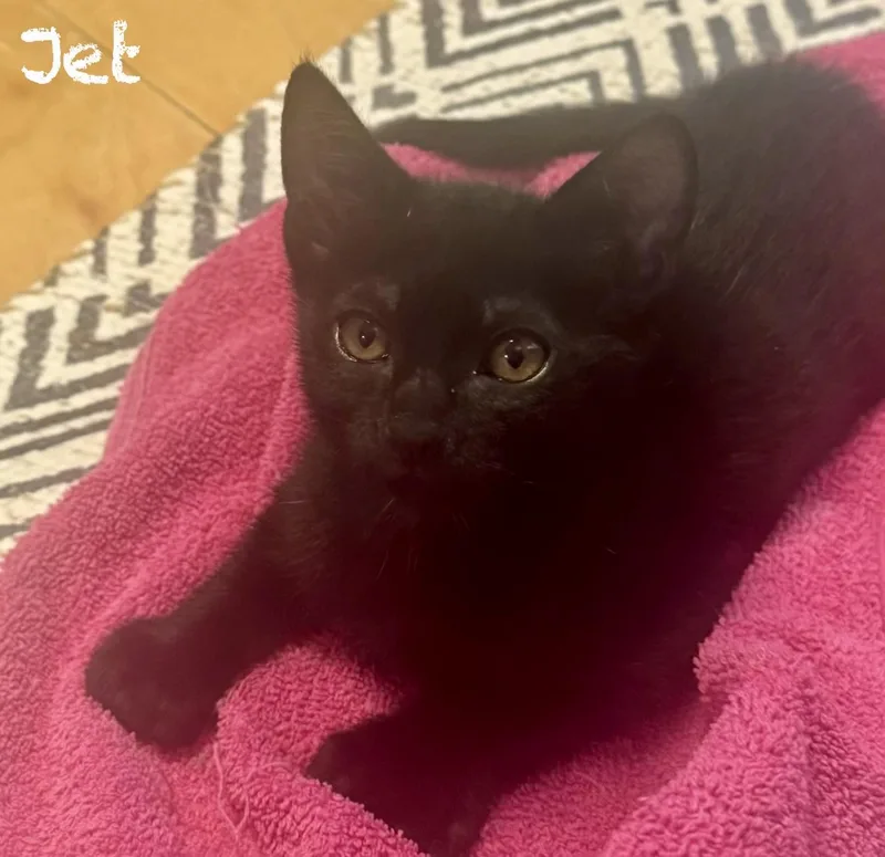 A baby medium-sized male Black Bombay cat named Jetson for adoption in Mission Viejo, CA
