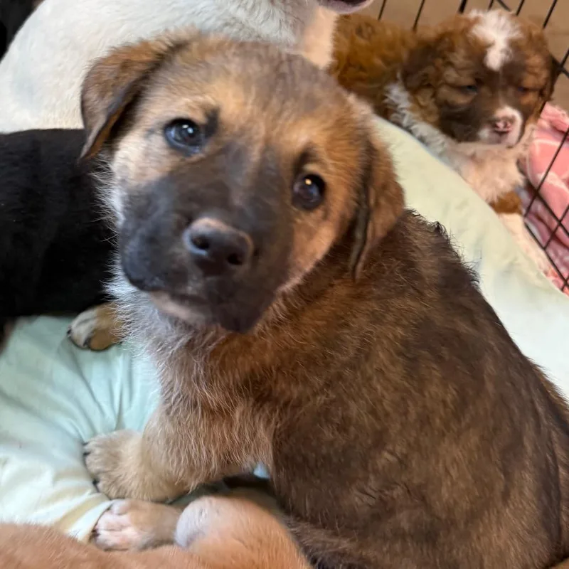 A baby small-sized male Yellow / Tan / Blond / Fawn Mixed Breed dog named Barbeque for adoption in Flagstaff, AZ