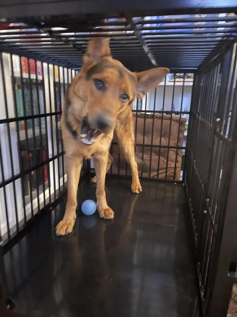 An adult medium-sized male German Shepherd Dog dog named Twister for adoption in Centreville, VA