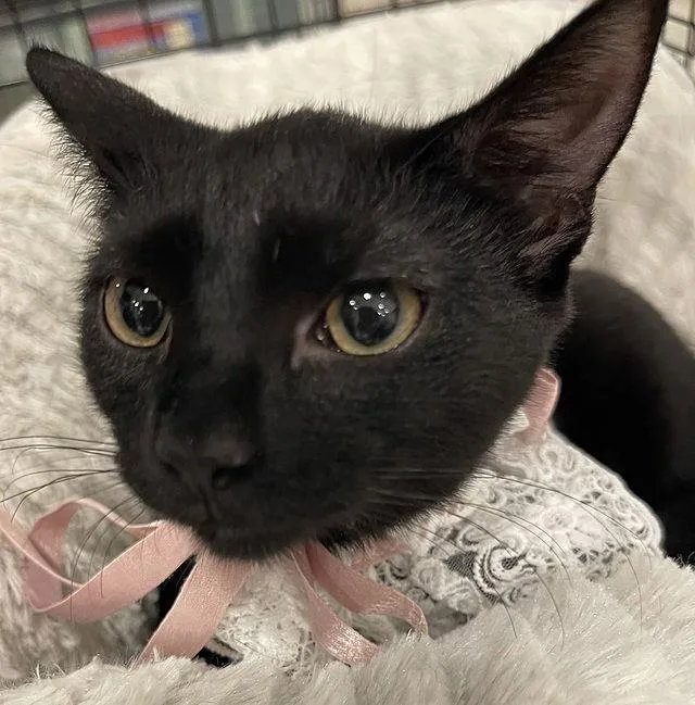 Tutti Adams thumbnail 2