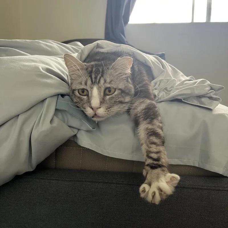 Sesame Seed thumbnail 6