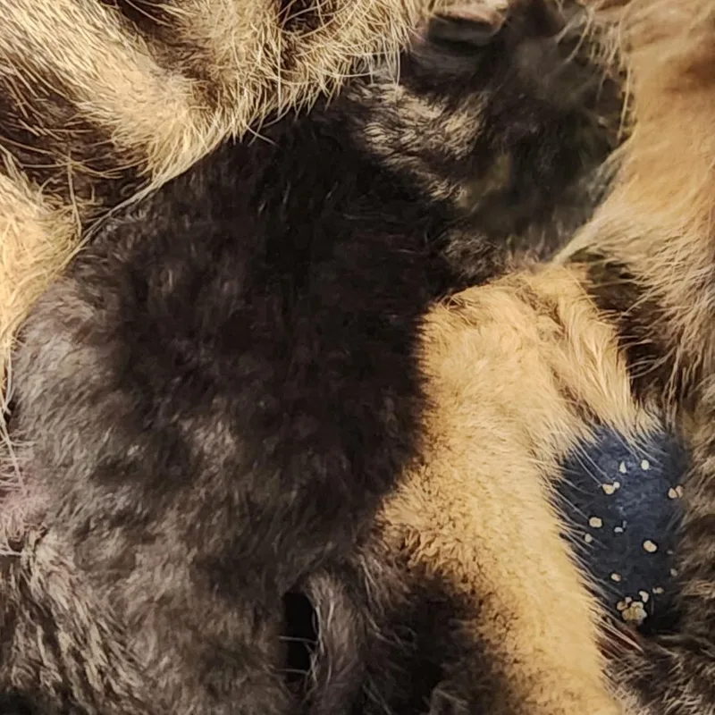 A baby small-sized female Brown / Chocolate Domestic Short Hair cat named Dahlia K for adoption in Corsicana, TX