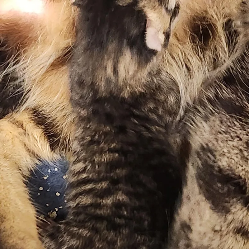 Dahlia K thumbnail 3