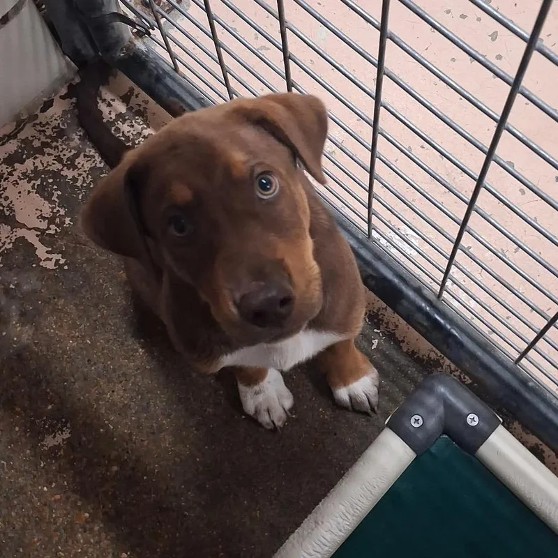 A baby small-sized male Yellow / Tan / Blond / Fawn Hound dog named Curry for adoption in Starkville, MS